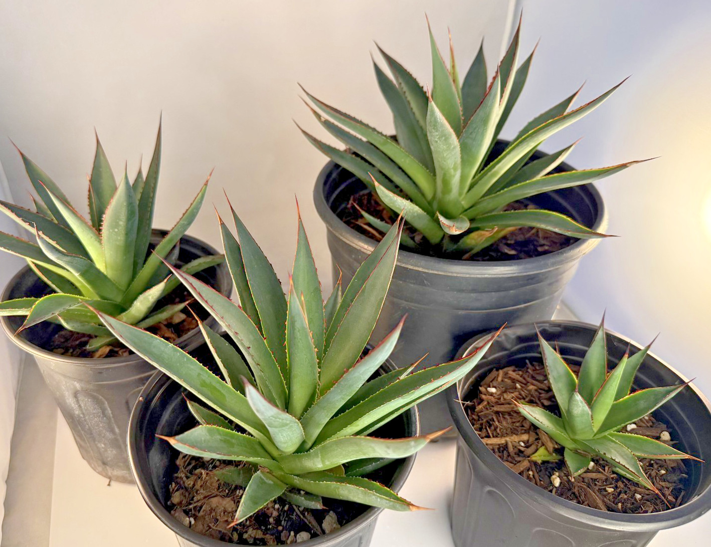 Agave Blue Glow Specimen Grade bare root plant – 4 Sizes Cactus Cacti Succulent