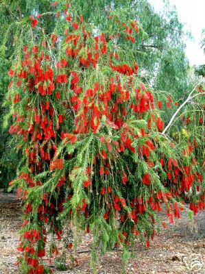 Callistemon viminalis WEEPING RED BOTTLEBRUSH Seeds!