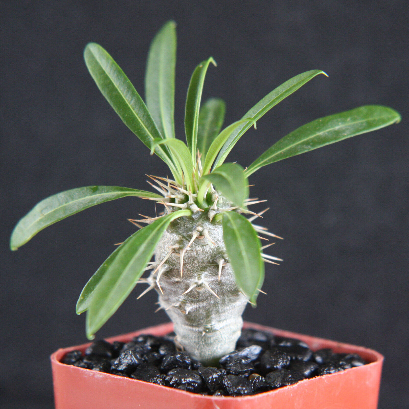 Pachypodium lamerei rare madagascar palm plant cactus cacti caudex bonsai 2″ pot