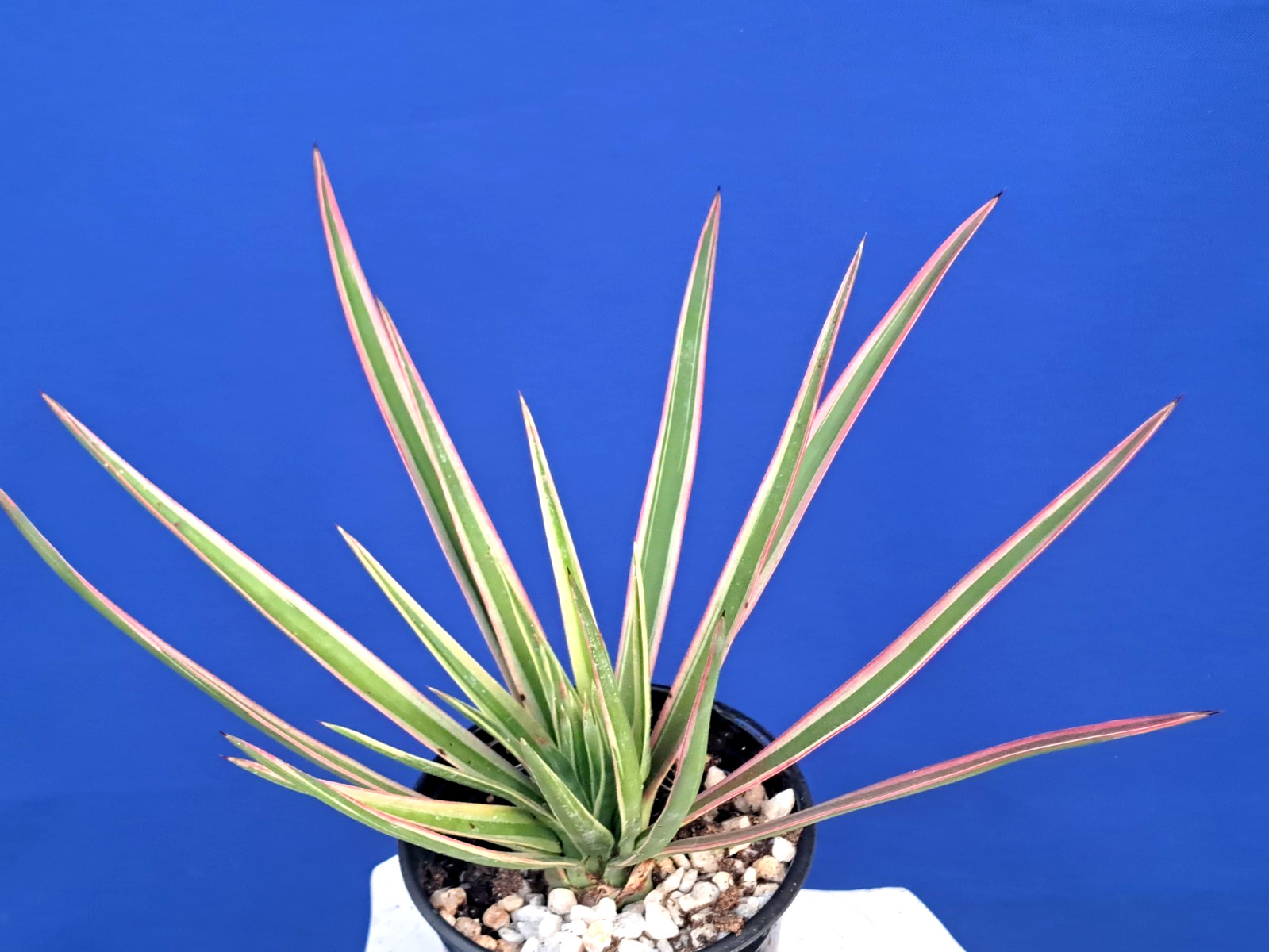 Yucca Aloifolia Variegated Tree Plant Succulent Cactus