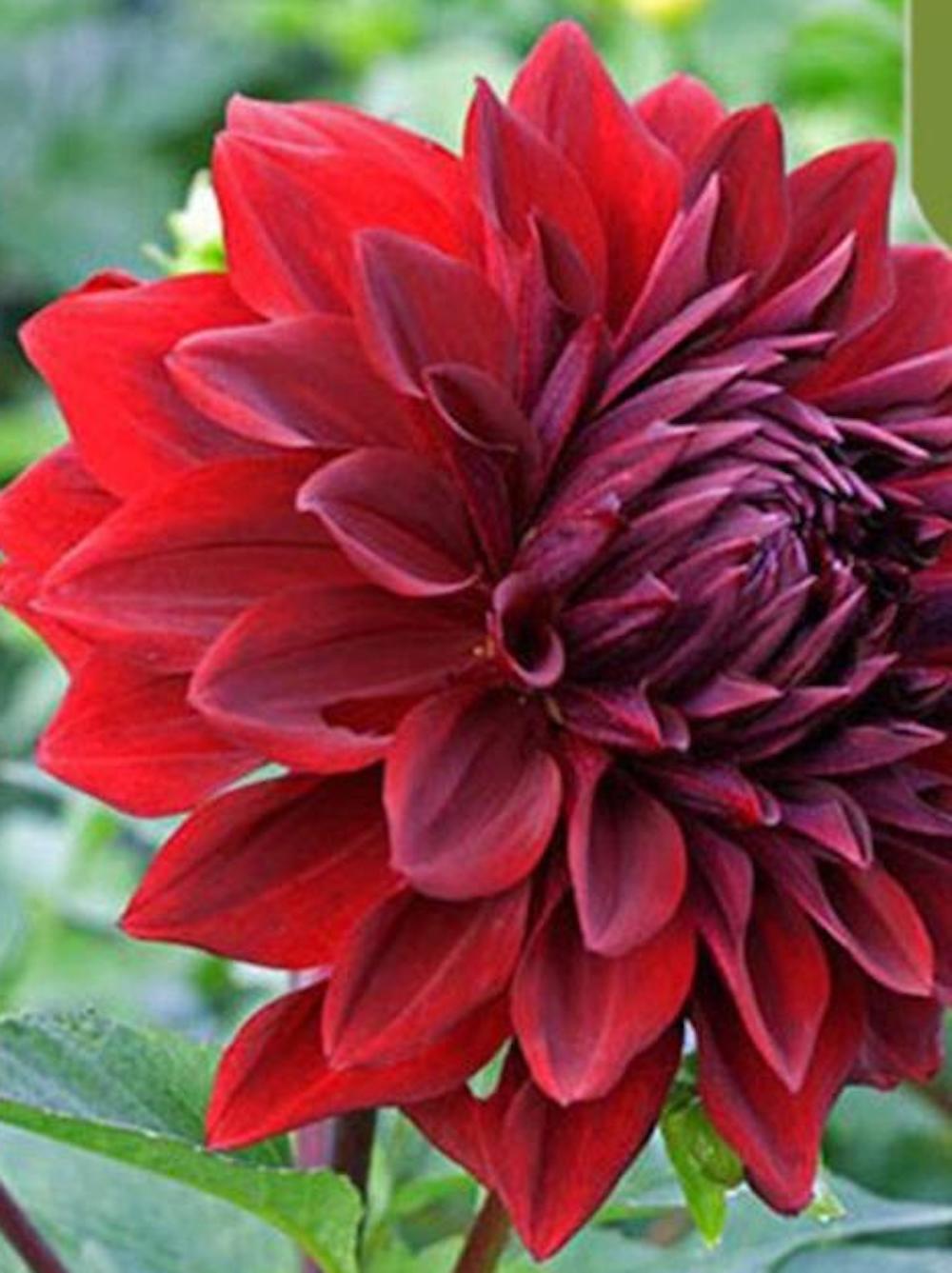 20 EXOTIC RARE DAHLIA SEEDS blossom bloom garden flower bed plant diy 18-#1-6