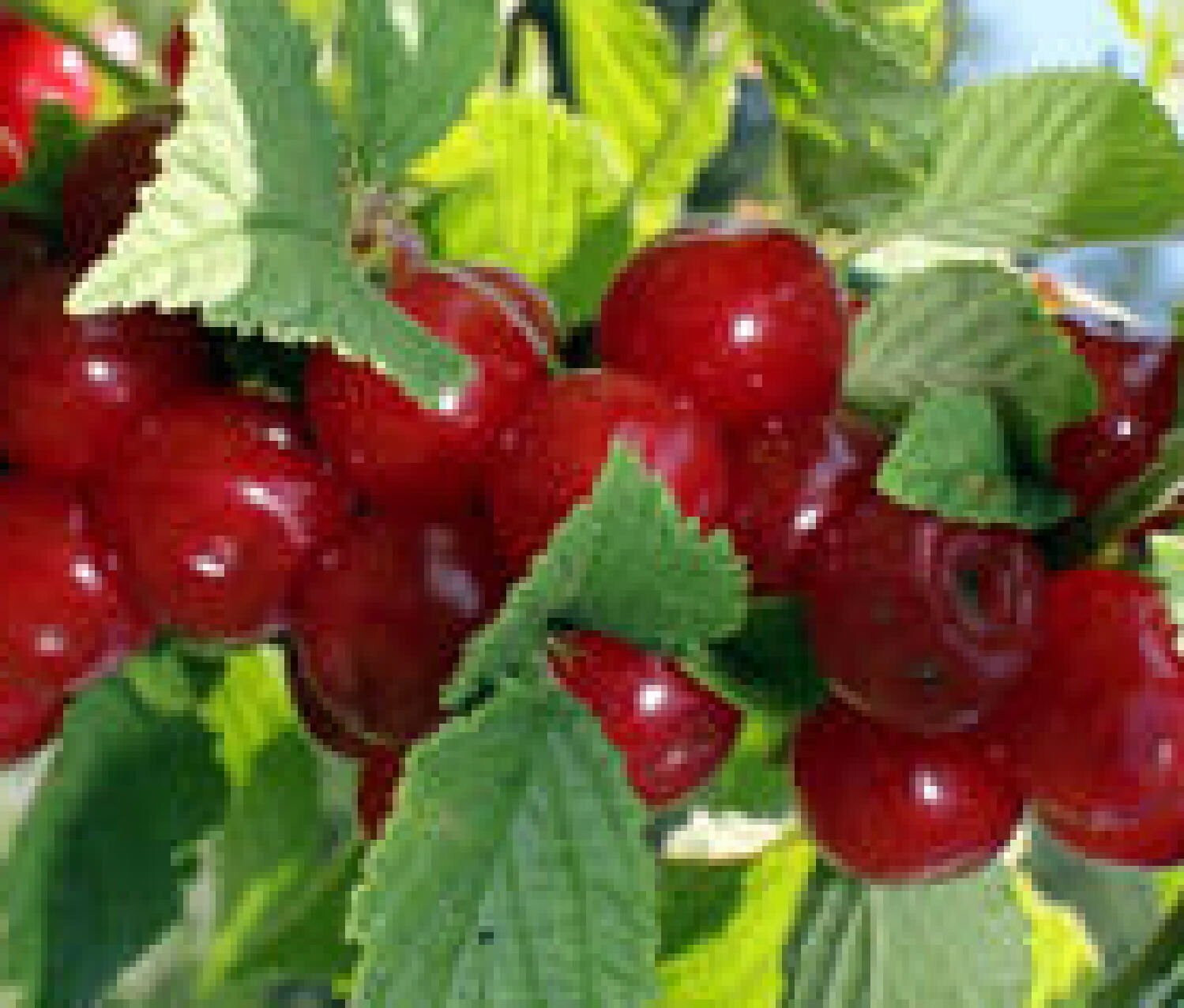 NANKING BUSH CHERRY Prunus tomentosa ‘Nanking’ SET OF 10 UNROOTED CUTTINGS