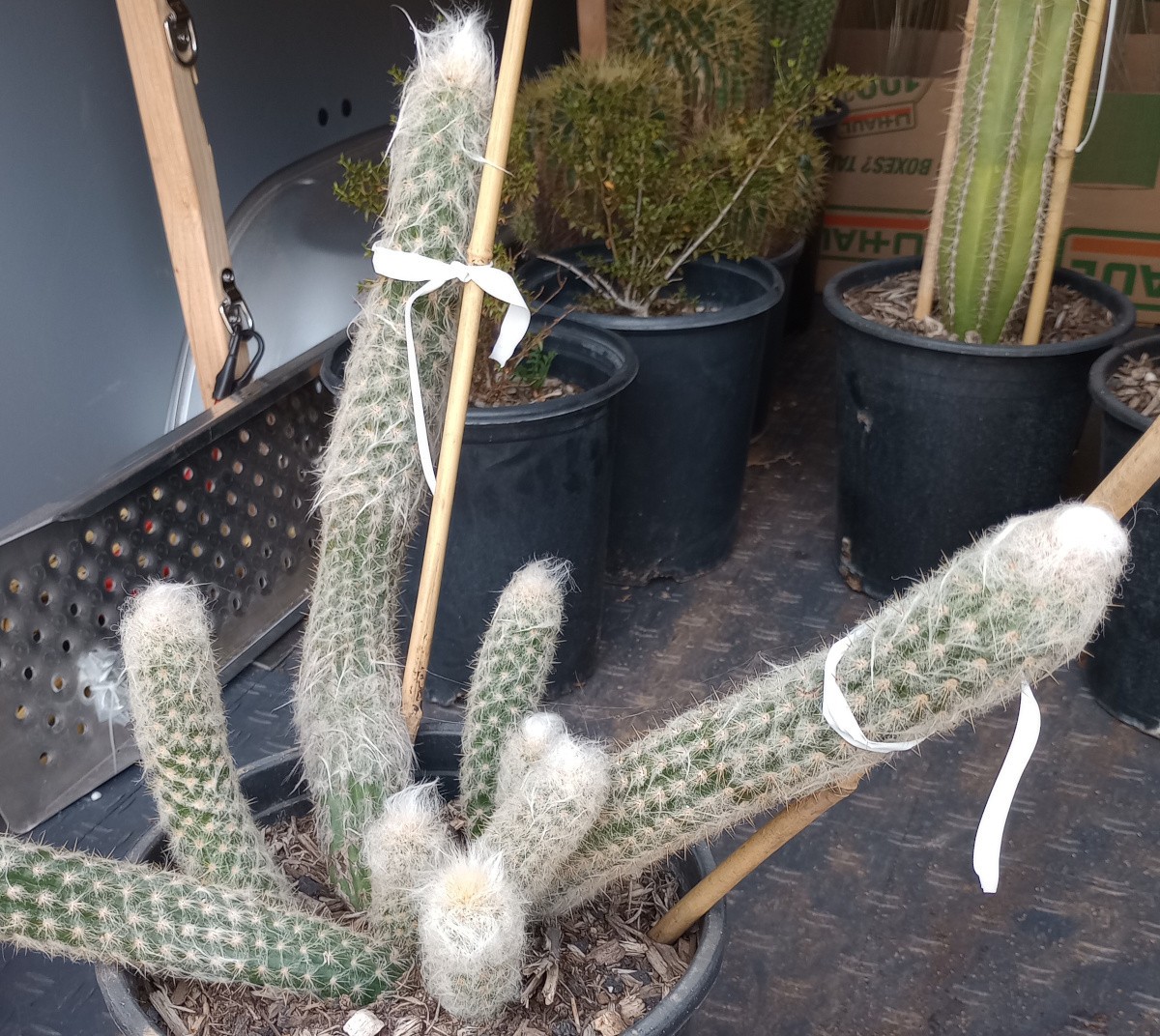 Oreocereus (Morawetzia) doelzianus White Snake Stems High Desert Columnar Cactus