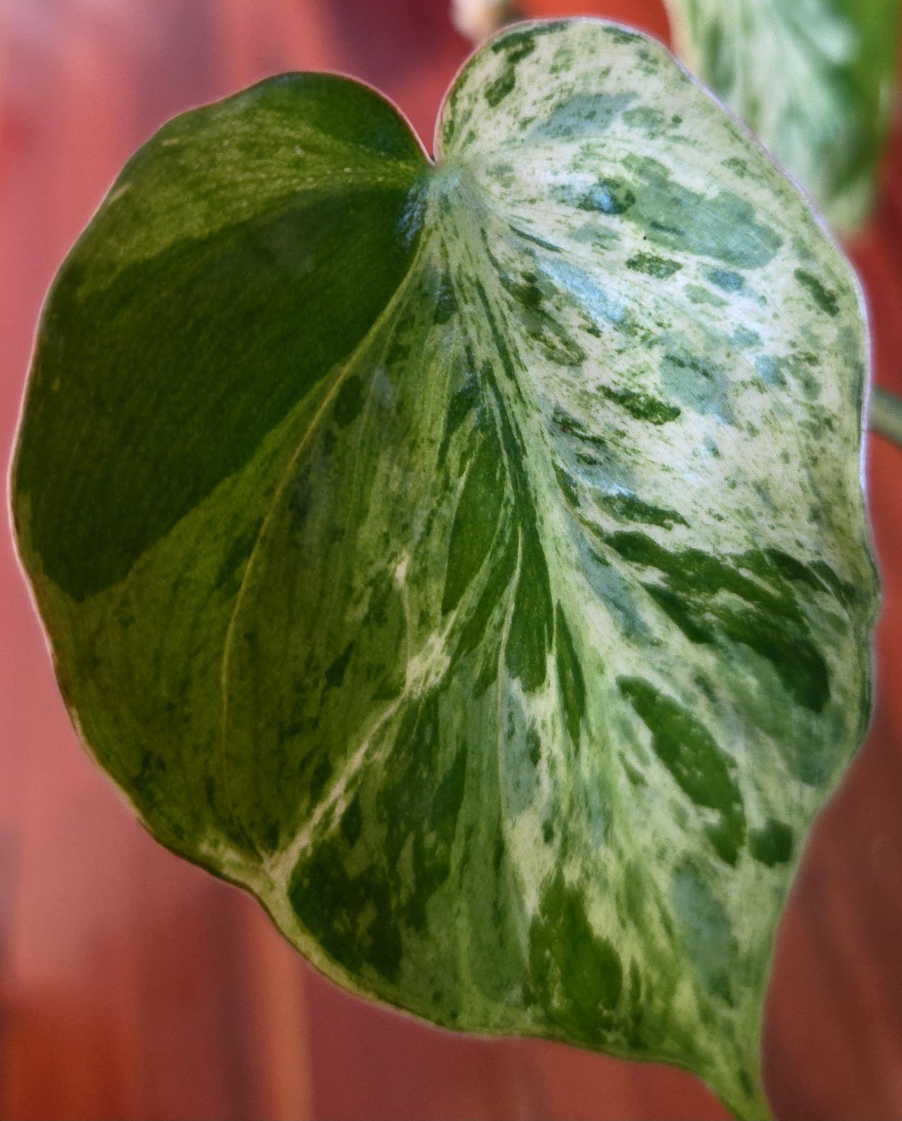 Rare Philodendron Hederaceum Variegated 12″ Tall Not Monstera Anthurium Aroid