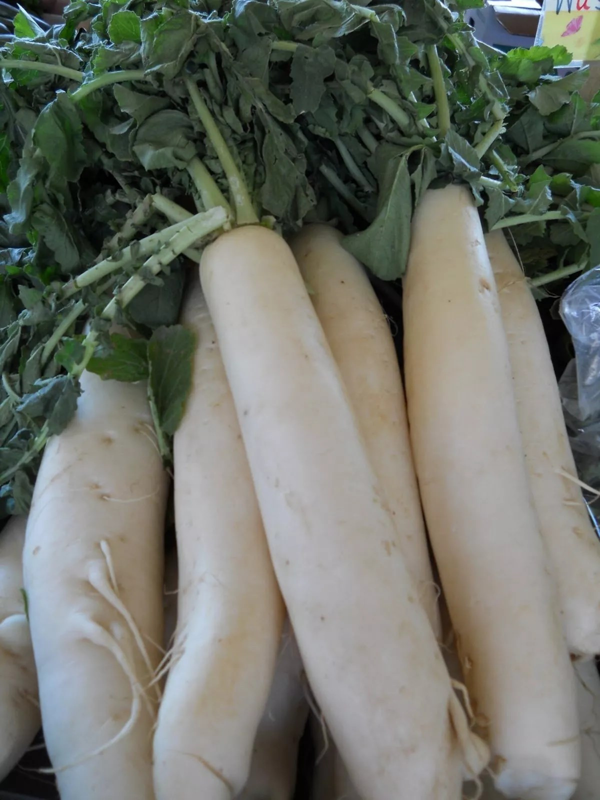 50+ Daikon Radish Seeds – Japanese Minowase — Heirloom – Organic – NON GMO