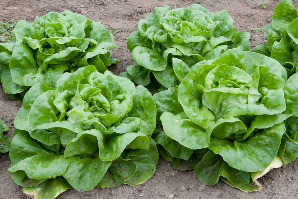 1oz ButterCrunch Butterhead Lettuce Seeds (Approx 20,000 Seeds)