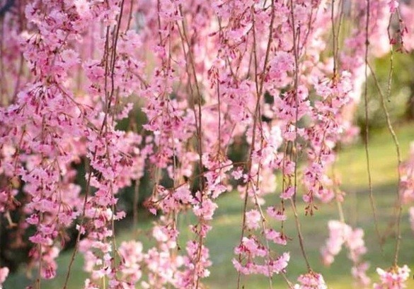 Live Japanese Pink Weeping Cherry Tree Strong Rooted Plants
