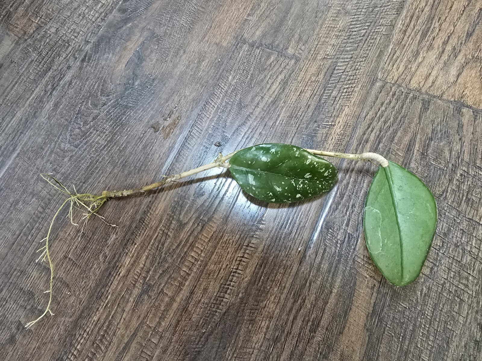 Hoya Wilbur Graves High Splash Rooted Cutting