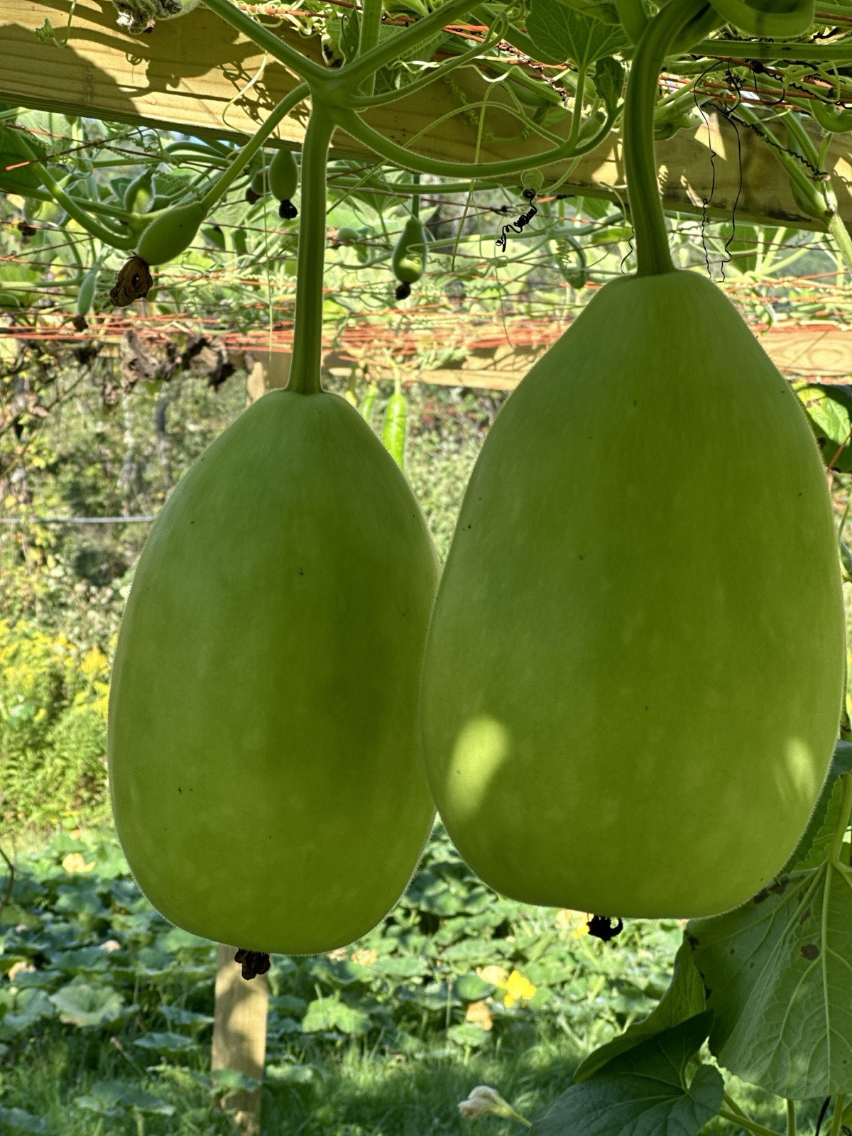 Bottle Gourd Seeds – Surma (Round) for Planting 8 Seeds