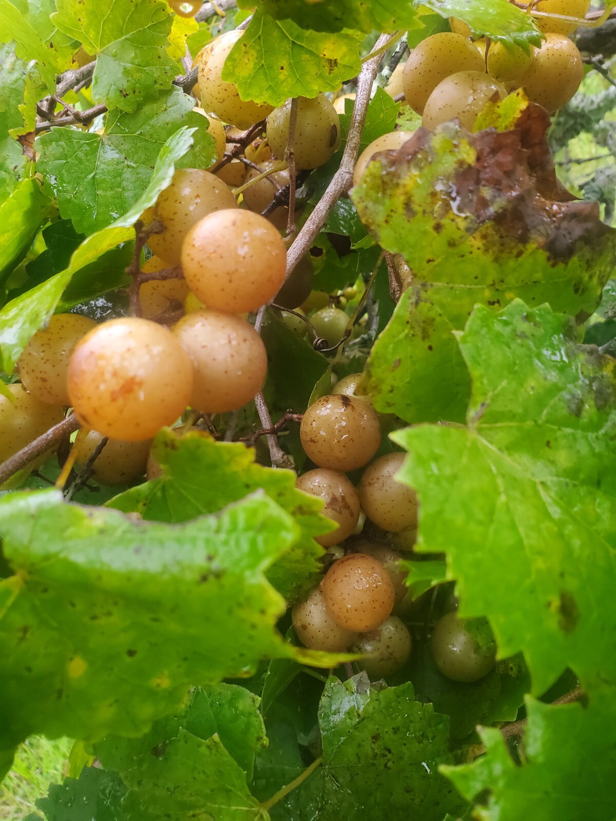 1 oz. CARLOS BRONZE Florida Muscadine Grape Seeds Vitis Rotundifolia Wine, food