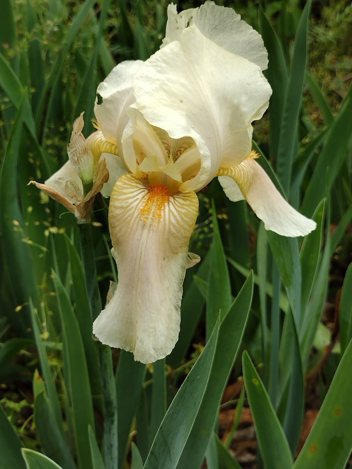 25xBearded Iris Rhizomes – Easy to Grow, FresH Mixed Colors FAST SHIPPING