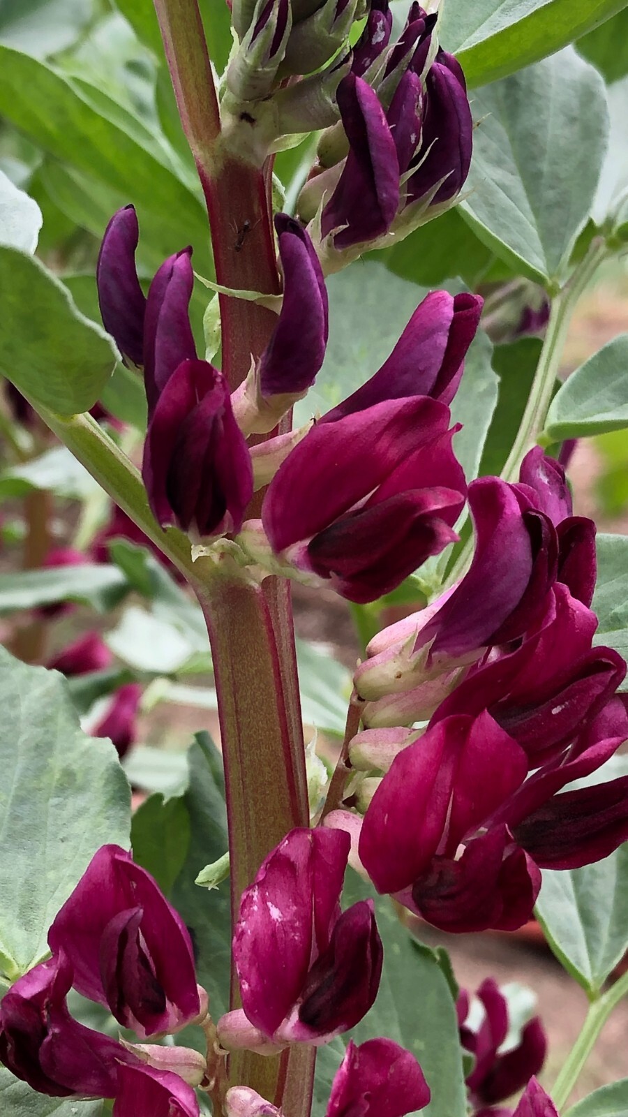 Crimson Flowered Fava Beans: Scarlet Red, Dark Green Bean, Heirloom Non-GMO Bulk