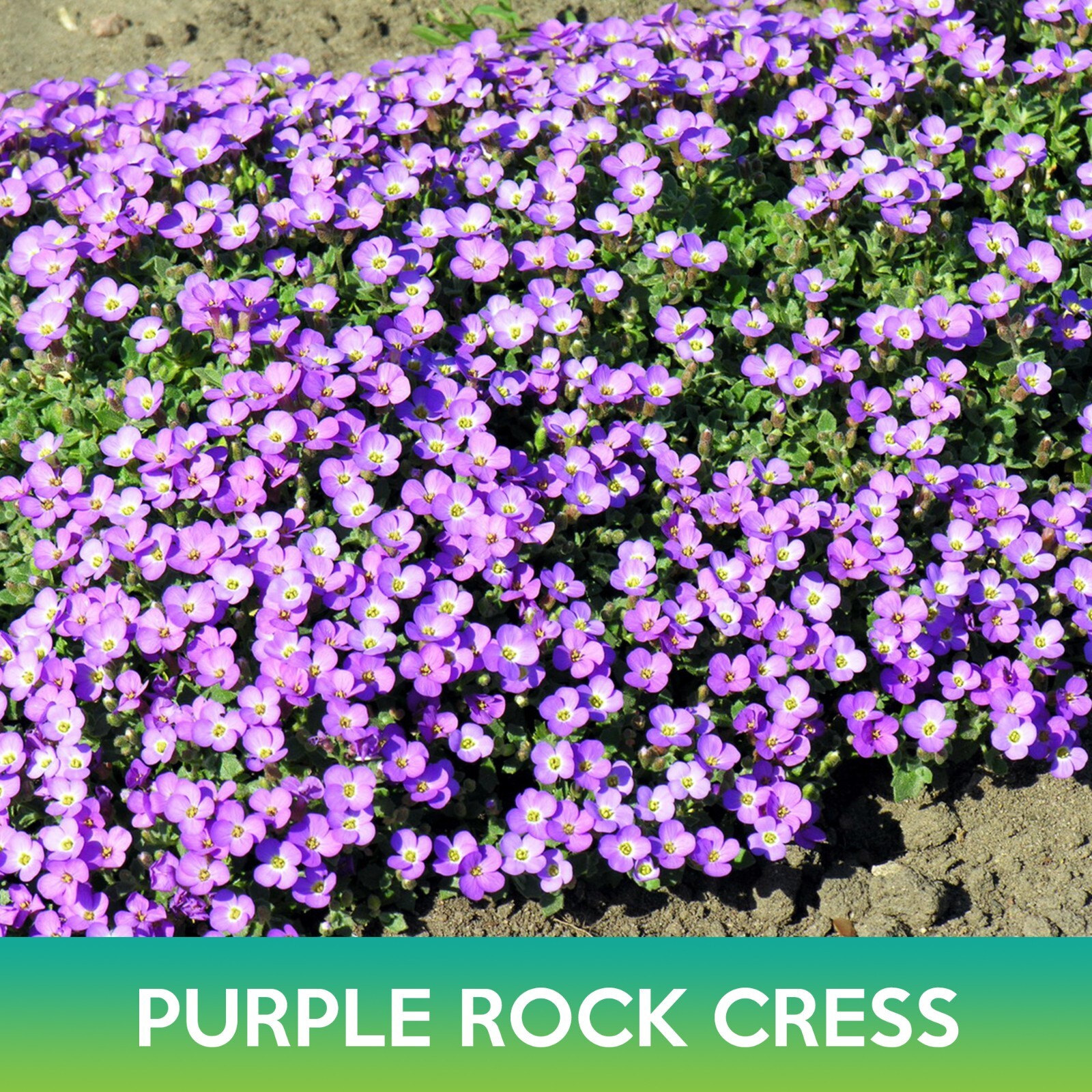 Purple Rock Cress Seeds, Aubrieta deltoidea