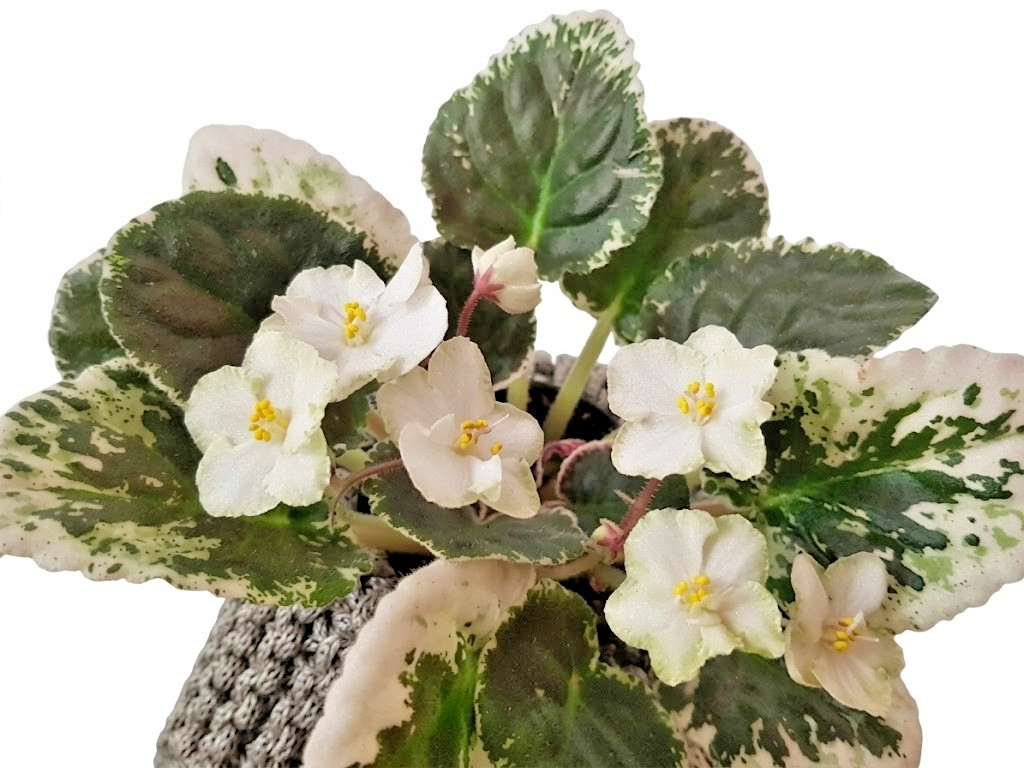 African Violet Plant Ma’s Frogland Starter Plant Standard
