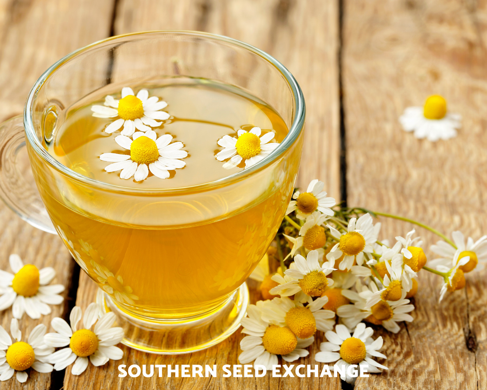 Chamomile, German – 200 Seeds – Medicinal Herb and Tea – GMO Free
