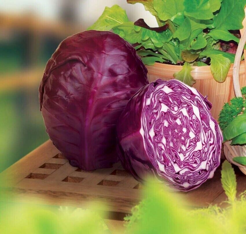 1000+ Red Acre Cabbage Seeds ————– Organic – Heirloom — NON GMO