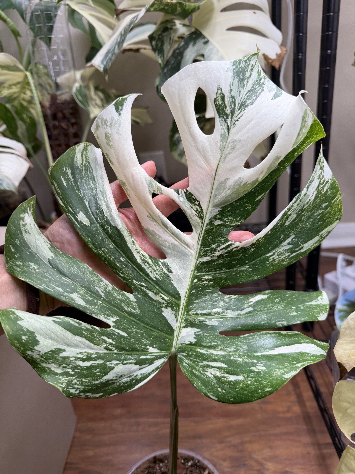Monstera ALBO Highly Variegated Tiger Cutting. Established Roots In 5 Inch Pot.