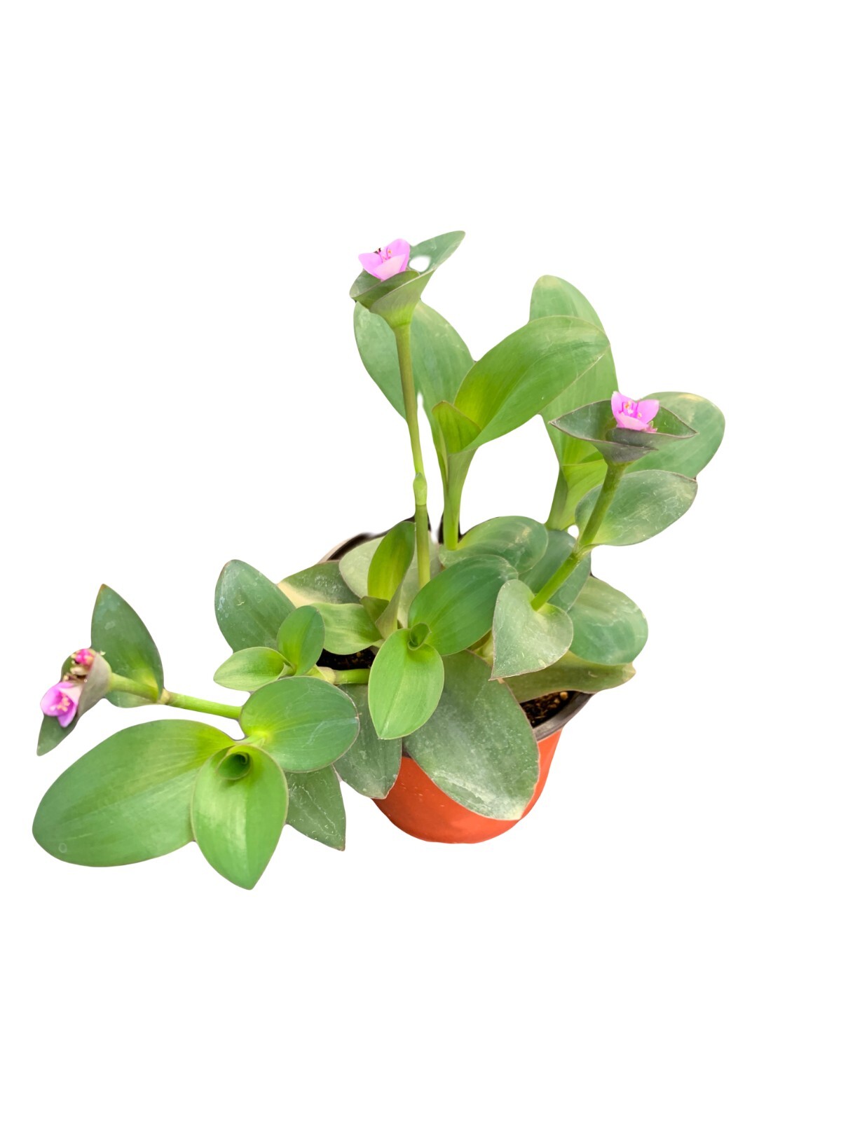 Tradescantia Pallida blue sue Live Plant 4” Pot Indoor House Plant