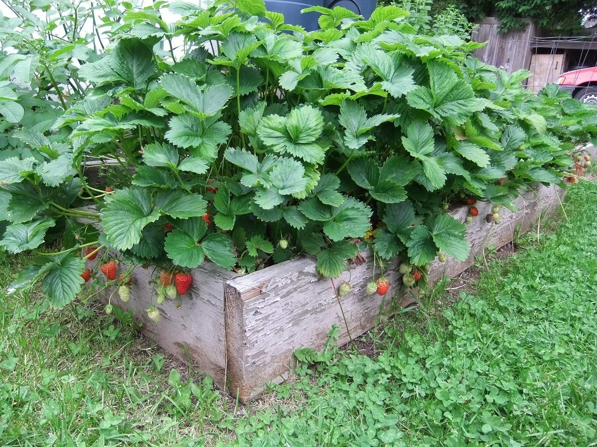 12 Strawberry Plants “Honeoye”- Excellent flavor(Pack of 12 Bare Root) Zones:4-8