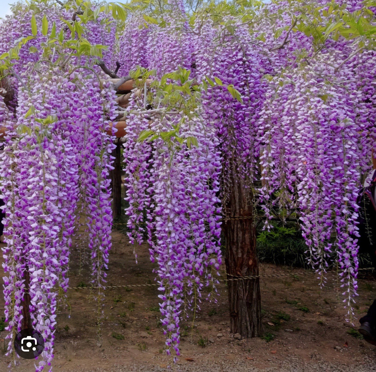 ~~AMETHYST FALLS~~Wisteria frutescens~~Live “STARTER” Plant~~USA Seller~~