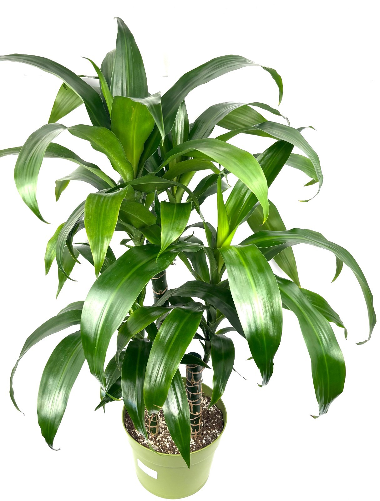 Dracaena Black Beauty Cane XL House Plants 3 Plants/Pot, 8″ Pot 2-3FT Tall