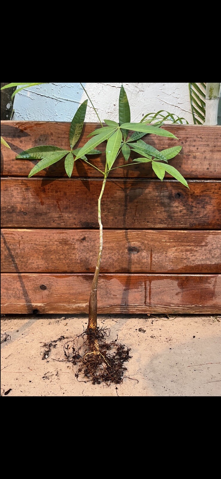 1 Money Tree Plant. 12-15 Inches Or More. Not The Same As In The Image.