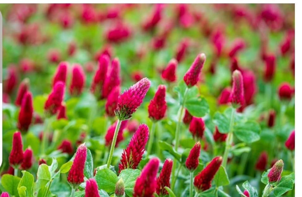 crimson clover seeds Organic Non Gmo Quantity 200