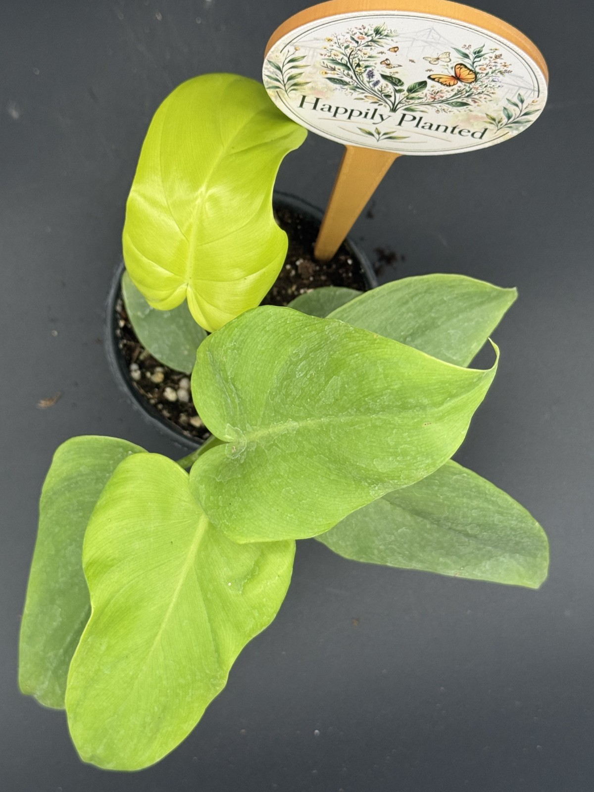 Philodendron Golden Violin – 4″ Pot- 1 Available – Free Shipping