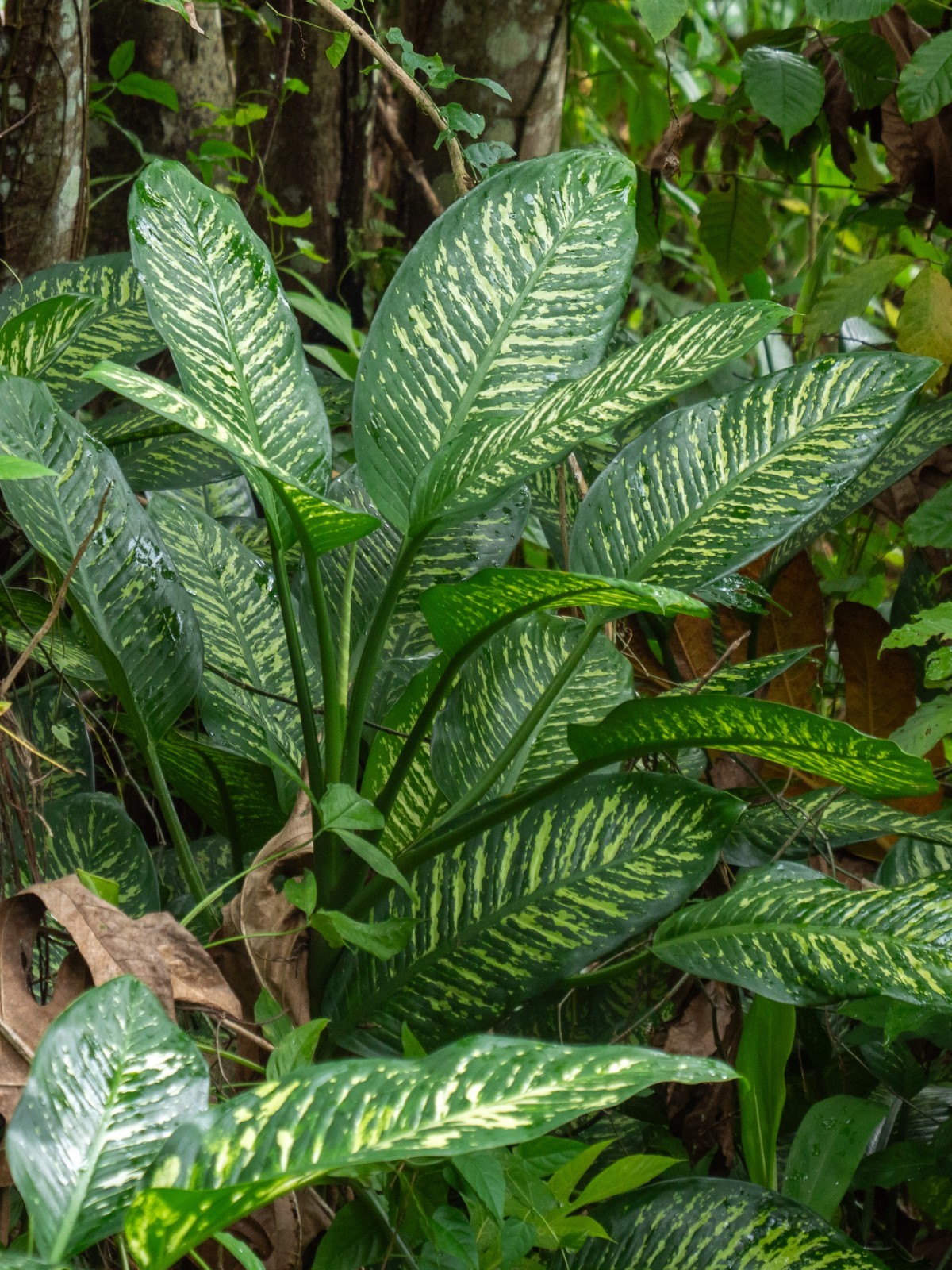 5 Dieffenbachia Dumb Cane Variegated Broadleaf Tropical Houseplant Cuttings