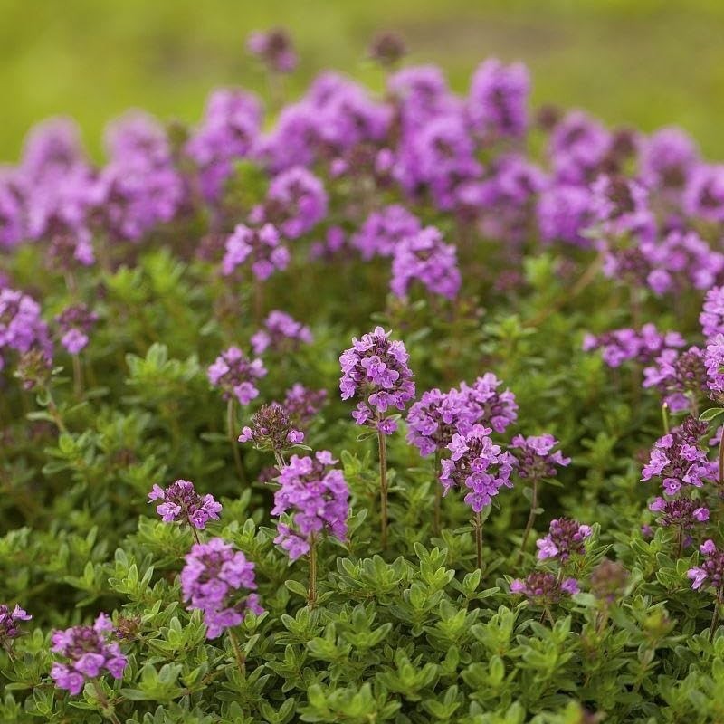 20000+ Creeping Thyme Seeds Wild Creeping Thyme Seeds for Planting