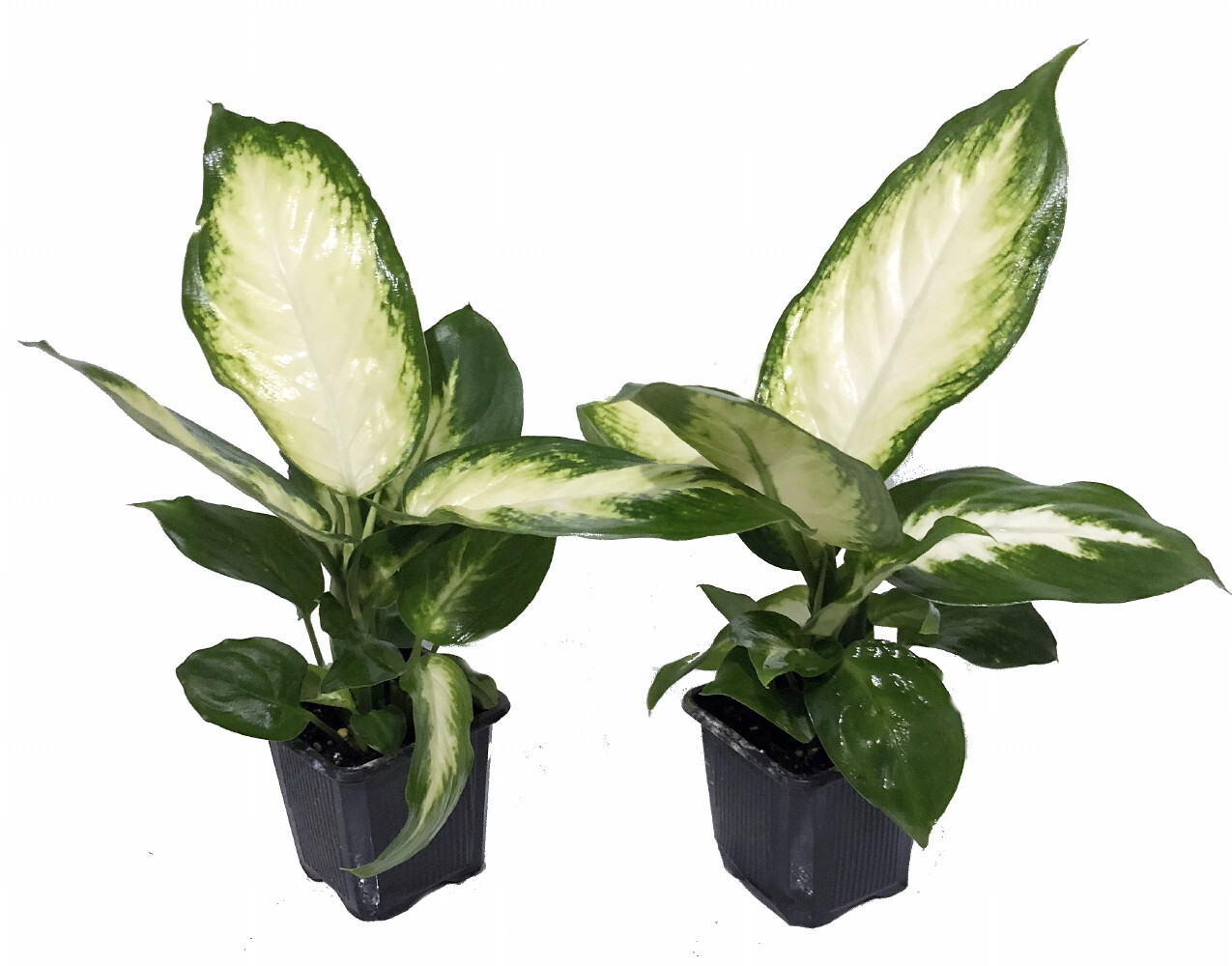 Camille Dieffenbachia – Very Durable – 2 Plants in 3″ Pots