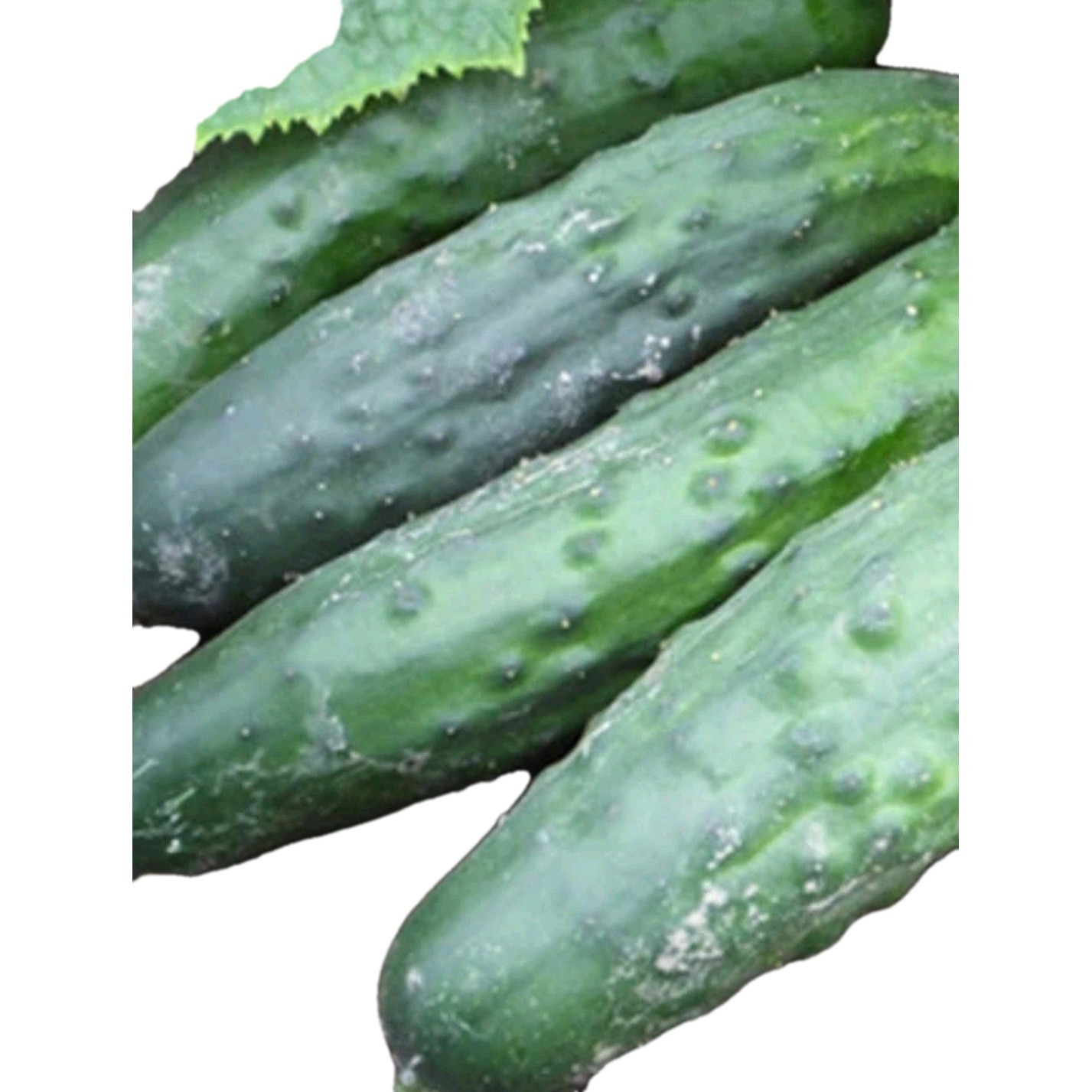Marketmore 76 Cucumber Seeds 80 + Organic Non Gmo