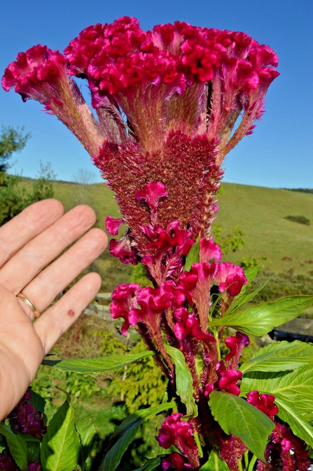 GIANT HAND OF GOD COCKS COMB COCKSCOMB / UNUSUAL / 4-5 FT STALKS WITH HUGE HEAD