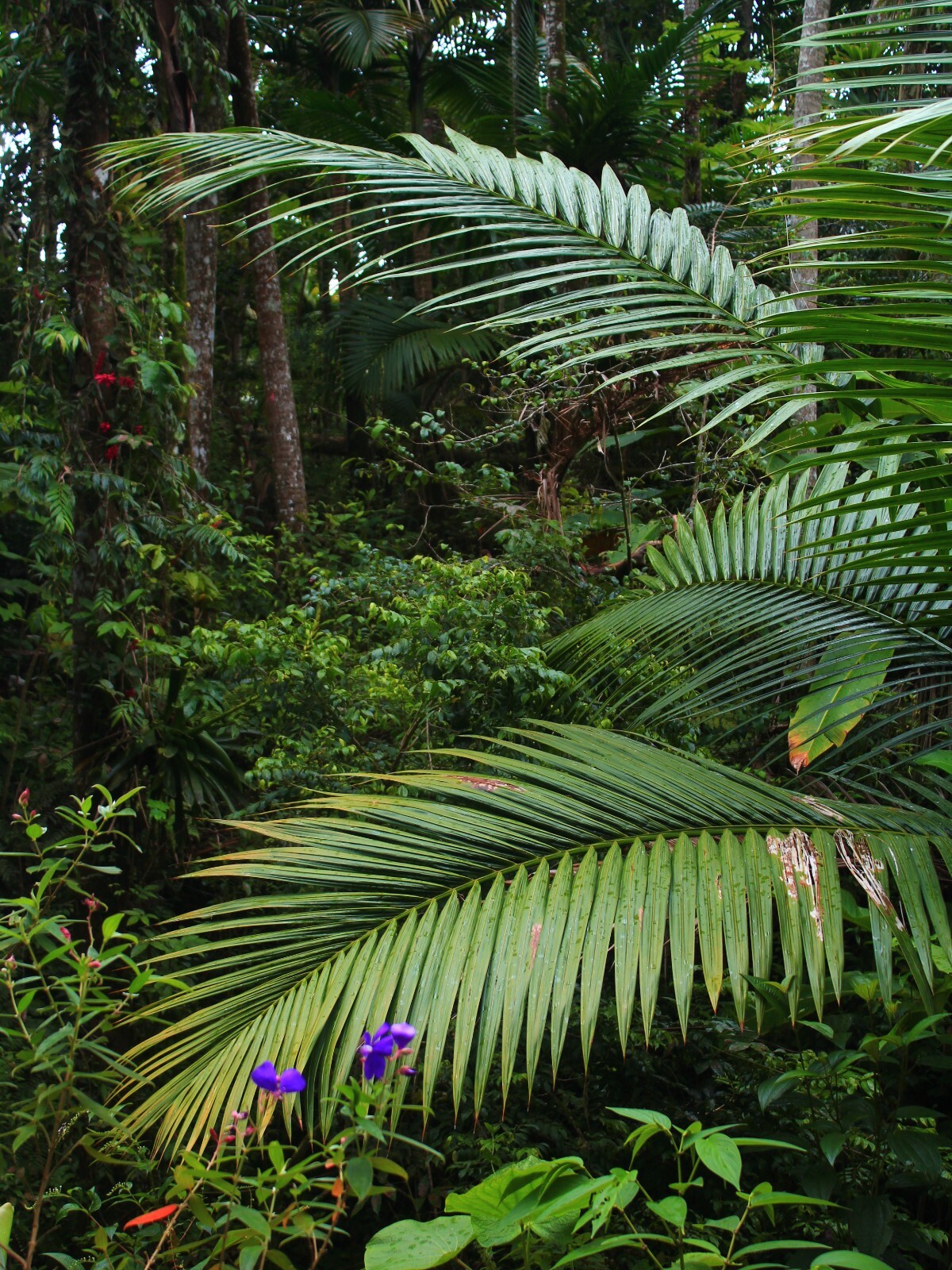 x2 LIVE Bare root : Prestoea Acuminata Sierra Palms Rare Shade Exotic palm