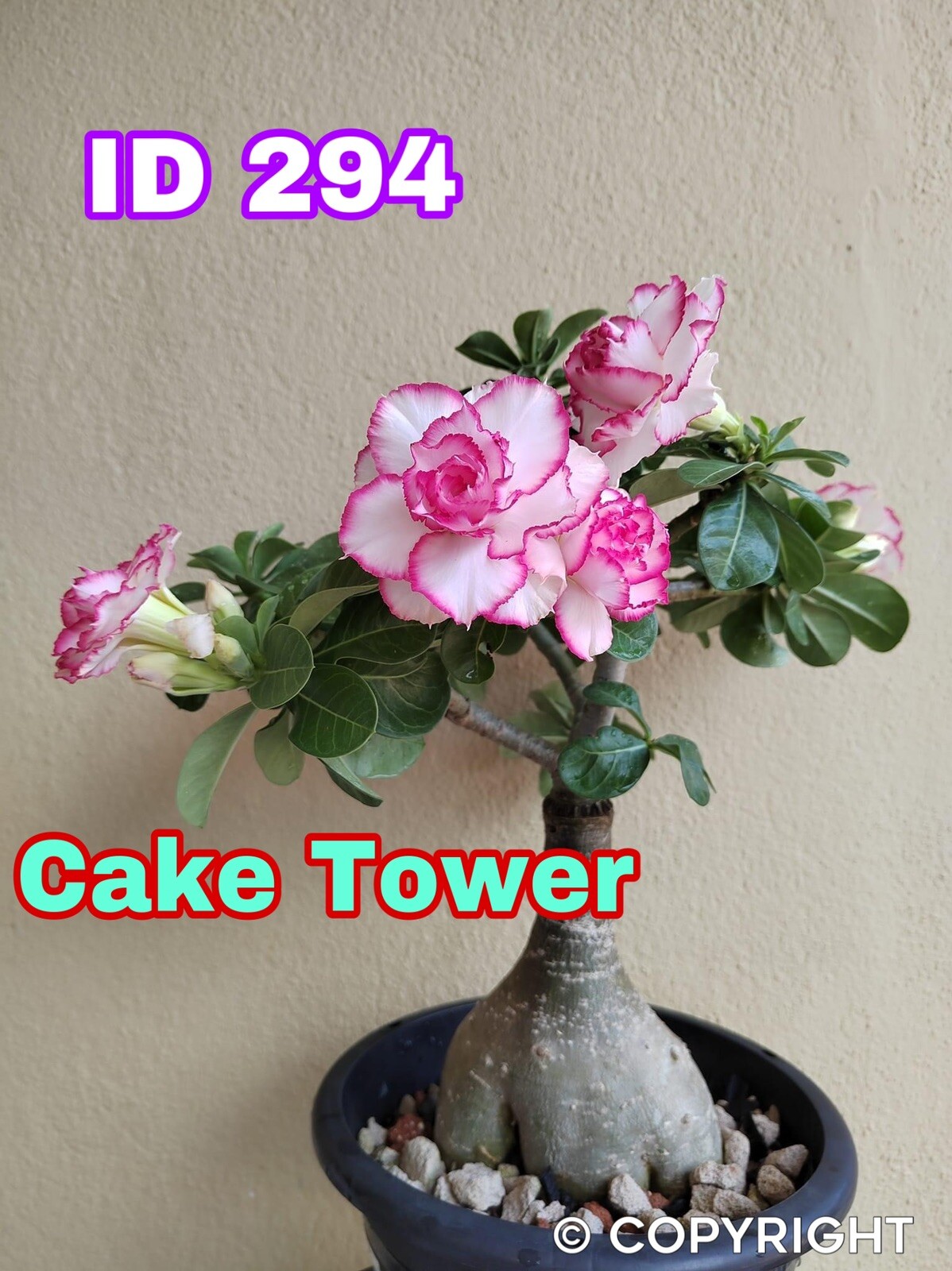 15 Desert Rose Seed – pink white . Rare. NO SHIPPING PUERTO RICO.