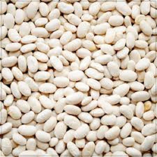 Premium Great Northern Bean Seeds. Heirloom Non-GMO. Dry Bean. Bush Type.