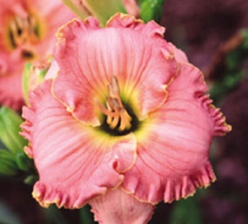SPRING CHORUS Daylilies 1 fan Return and multiply yearly World’s Finest