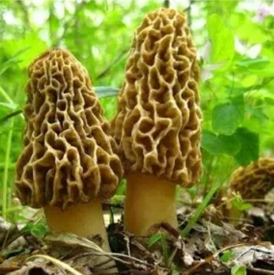 3 Pack! Morel Mushroom- Garden Grow Kit- Guaranteed! Free Shipping!