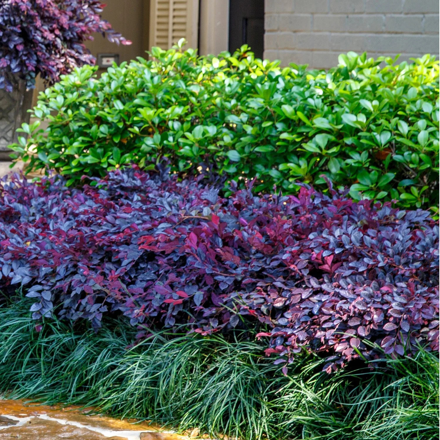 Purple Daydream Loropetalum Live Shrub in 2.5-Quart Grower Pot