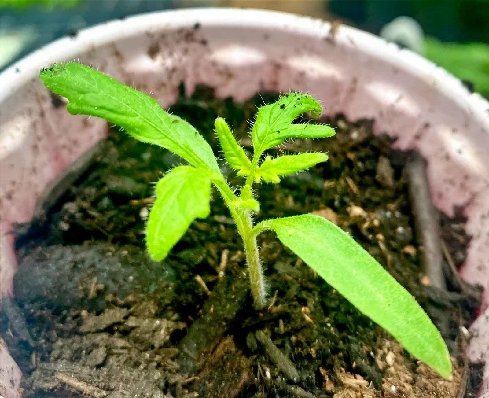 German Johnson, Tomato