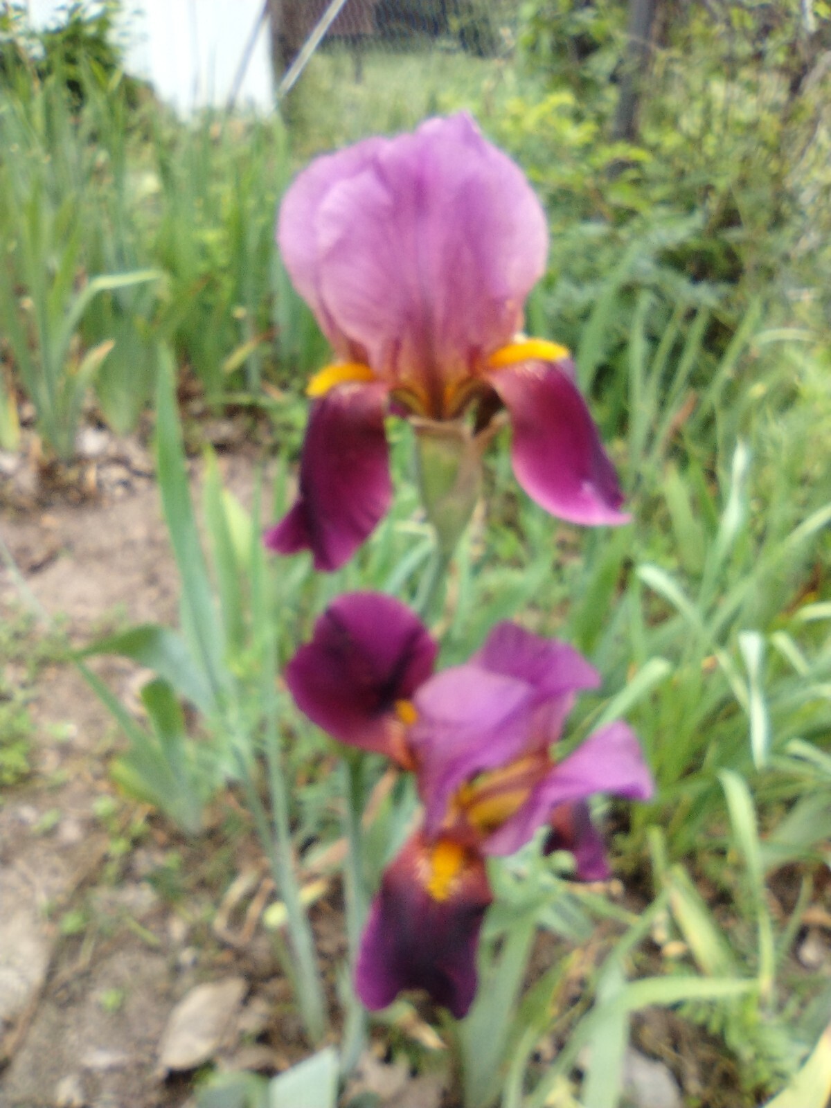 25xBearded Iris Rhizomes – Easy to Grow, FresH Mixed Colors FAST SHIPPING