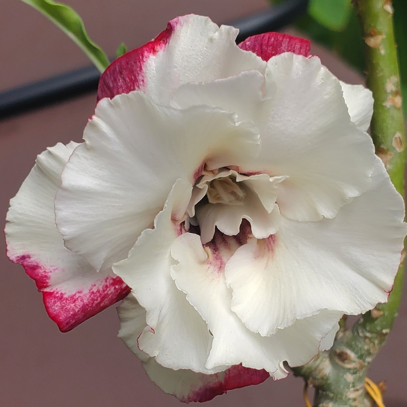 desert rose Adenium obesum plant PRATUMTONG white and red LARGE New stock “G”