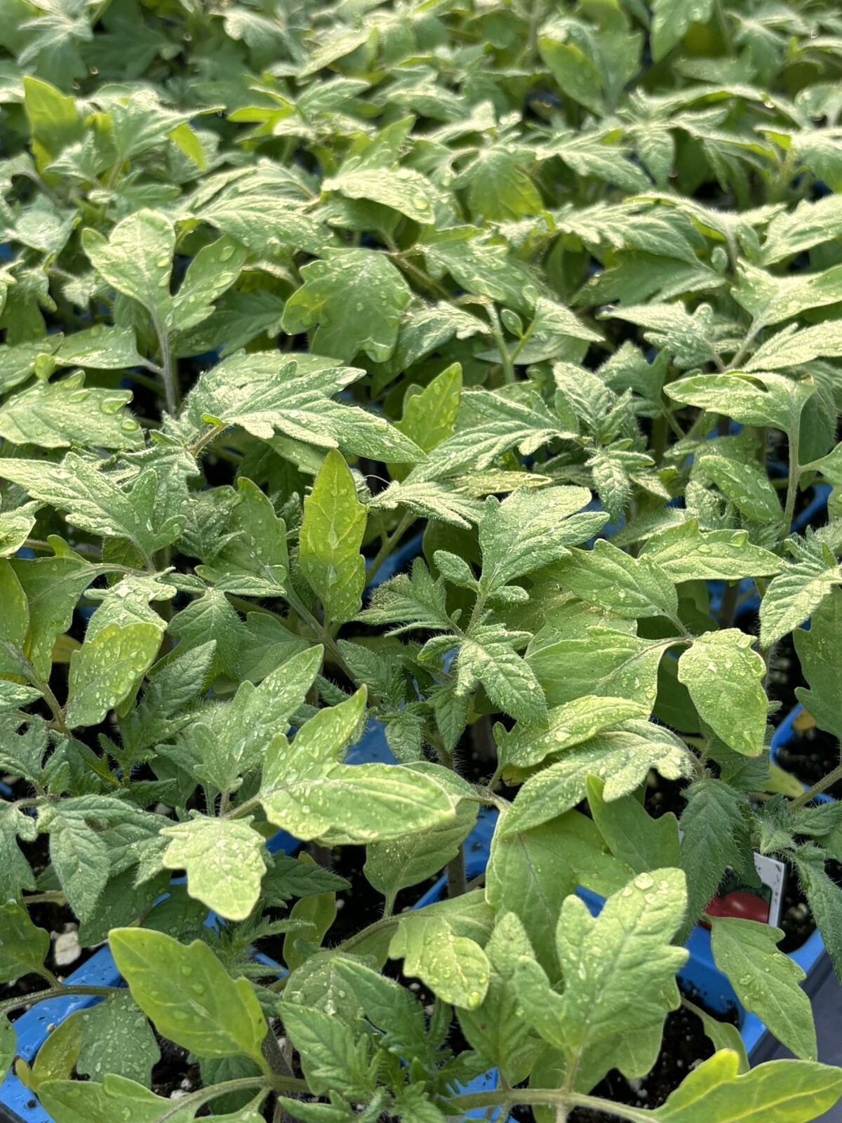 Lot of 3 RARE GERMAN JOHNSON HEIRLOOM TOMATO LIVE PLANTS 6 to 10 inches