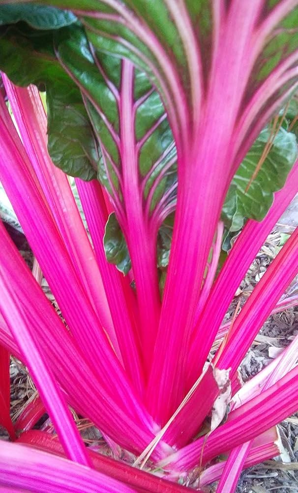 Magenta Sunset Swiss Chard Seeds (100) / EASY / FLORIDA GROWN / RARE