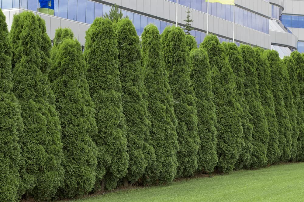 50 American Arborvitae Tree Seeds | Giant Thuja Tree, occidentalis blue