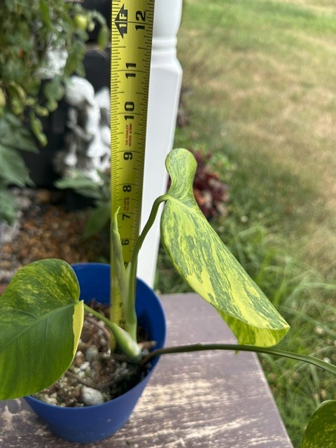 Monstera Aurea Variegated – Exact Live Rooted Plant – US Seller – A4