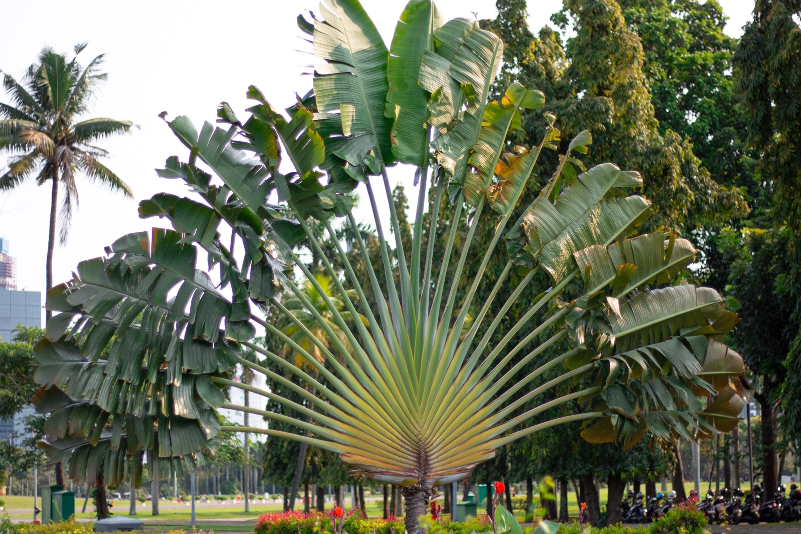 10 TRAVELLER’S PALM TREE Ravenala Madagascariensis Flower Houseplant Seeds