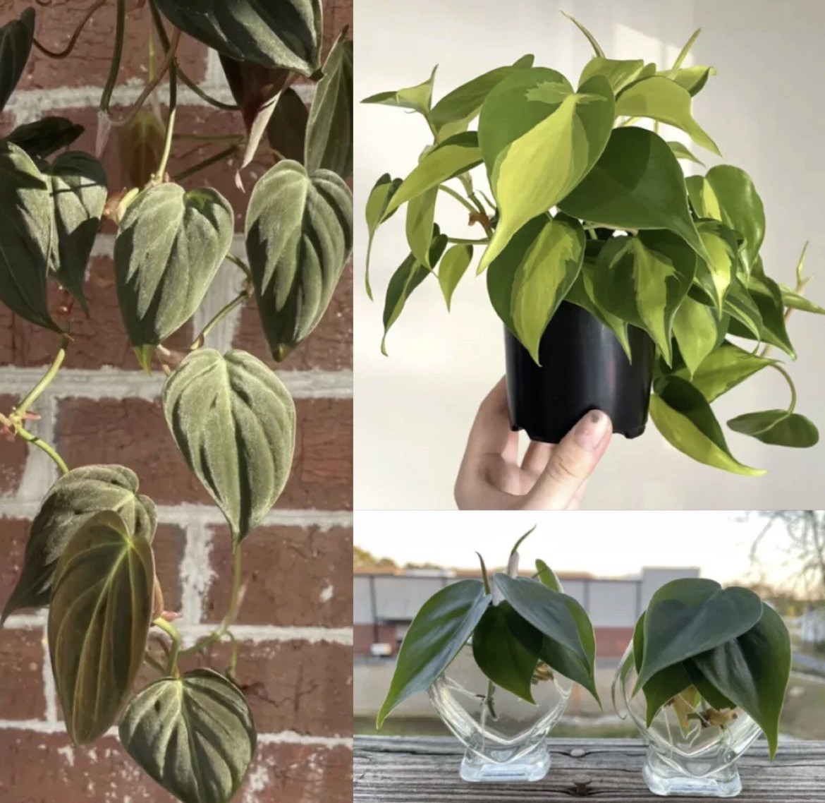 Signature house plants cuttings – big combo (see details in the description)