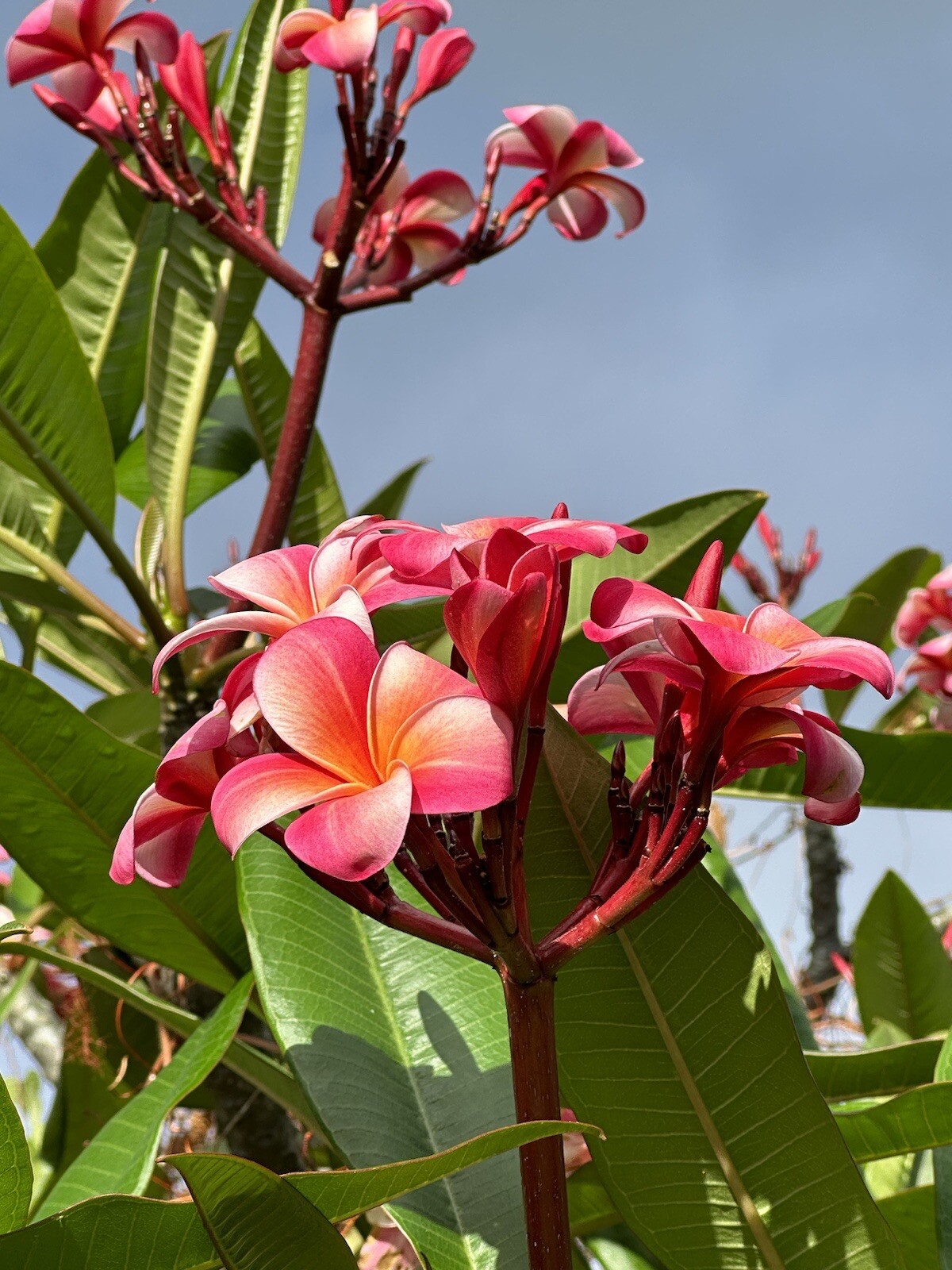 Pink Plumeria Fresh Starter Cutting Single Head 10inch x3