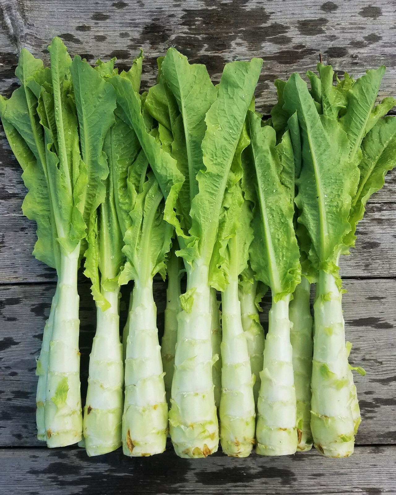 Celtuce Seeds (Stem Lettuce) | Summer 38 Slow Bolting Asian 2024 Fast Shipping